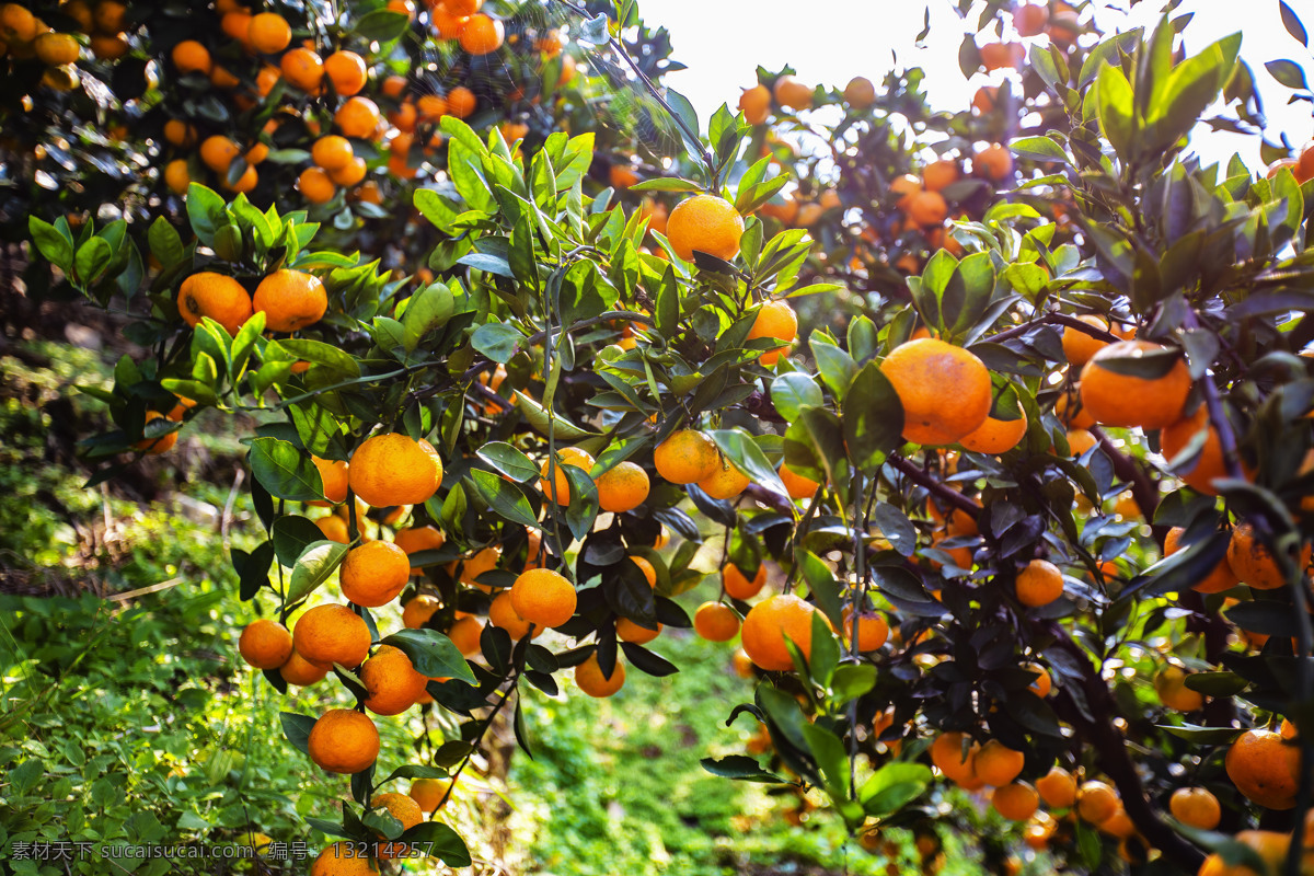 橘子树图片 橘子树 柑橘 丰收 冬季水果 新鲜水果 餐饮美食 食物原料
