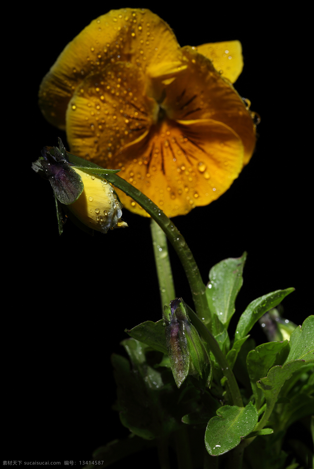 黄色兰花报 兰花 美丽鲜花 花卉植物 鲜花摄影 漂亮花朵 黄色花朵 花草树木 生物世界 黑色