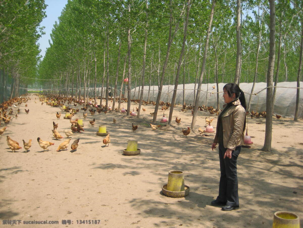生态鸡 鸡群 食盆 养鸡人 呼伦贝尔 国内旅游 旅游摄影