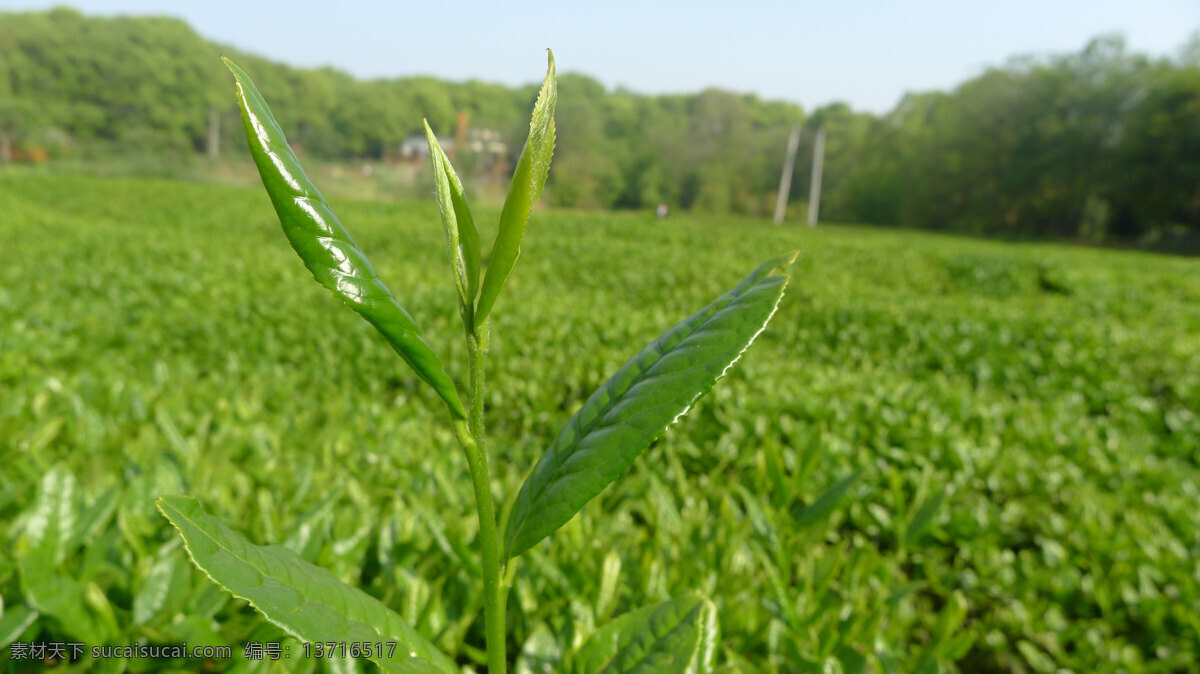 茶叶免费下载 草 茶叶 风景 花 绿茶 绿色 自然 原创设计 其他原创设计