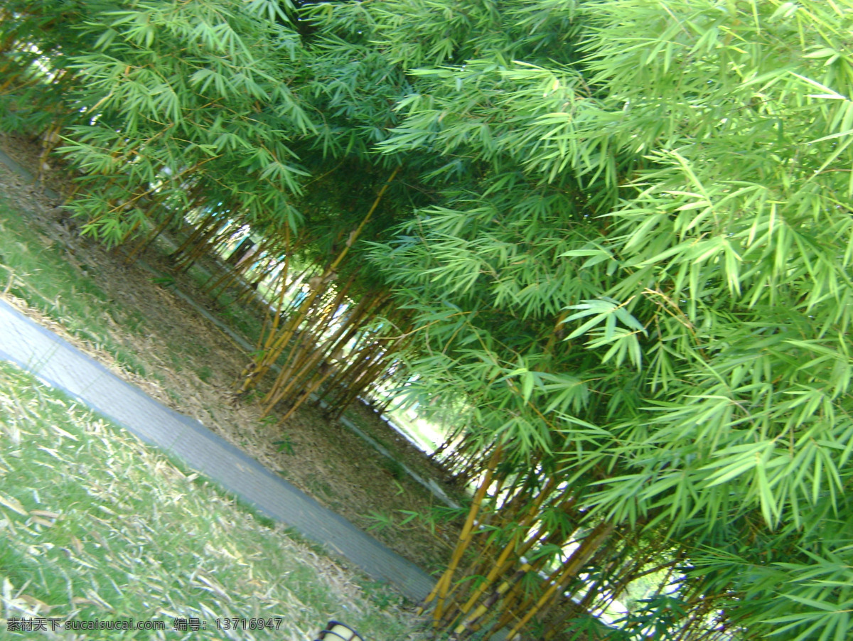 竹林 小道 风景素材 竹林风景图片 深处 婚纱 模板 竹林深处图片 风景 生活 旅游餐饮