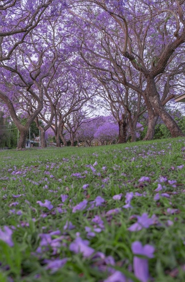 蓝花楹 澳洲 草地 开花 紫色 树木 旅游摄影 国外旅游
