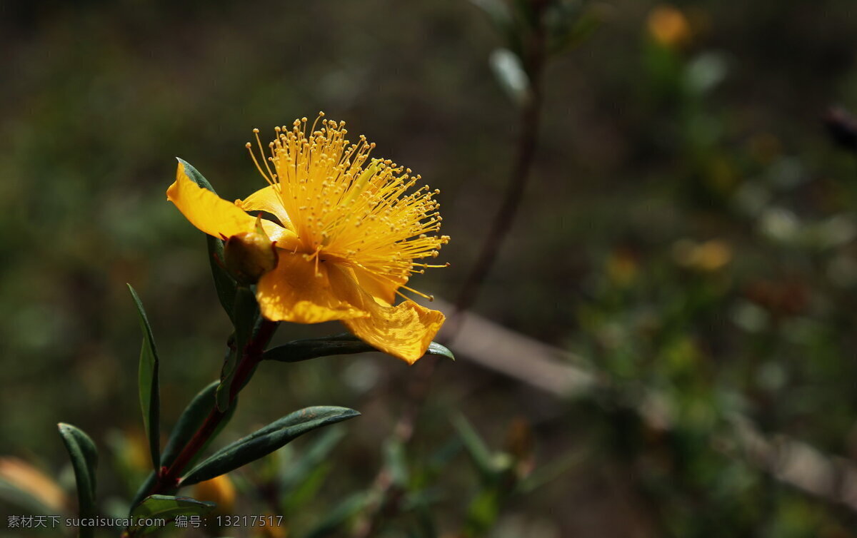 高清 黄色 金丝 桃 花卉 花朵 花草 黄花