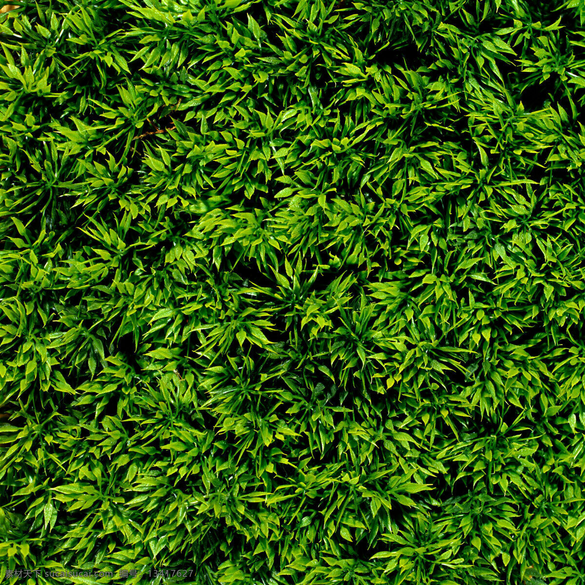 青苔 绿地 草地 肌理 纹理 自然 绿色 生物世界 花草