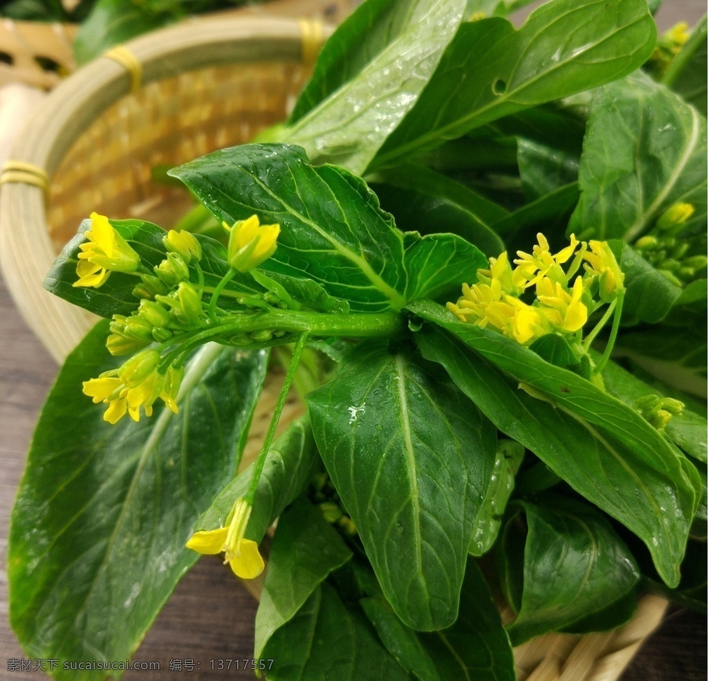 菜心苗 菜心 菜花 小菜花 菜苔 生物世界 蔬菜