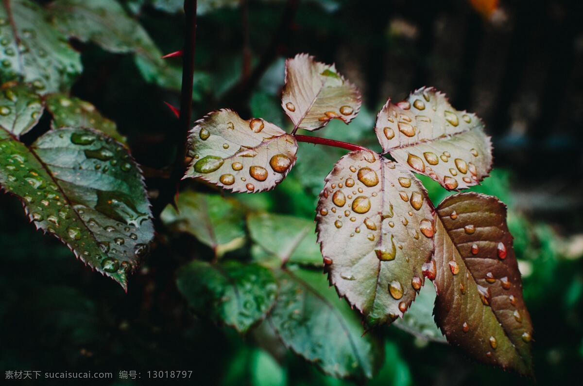 雨中叶 叶子 叶 绿色 野外 户外 滴水 水珠 阴霾 阴天 天 雨 下雨 阴天快乐 下雨快乐 雨水 天气 心情 雨天 雨珠 唯美 浪漫 文艺 清新 生物世界 花草