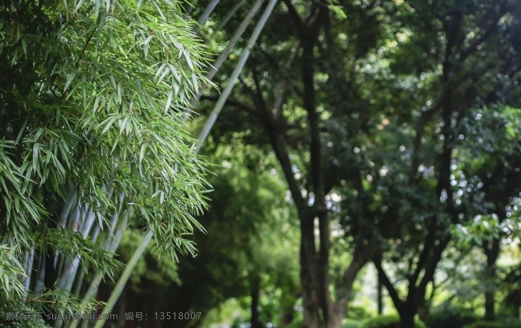 竹子图片 竹子 竹林 竹 君子 节节高 竹海 毛竹 竹叶 梅兰竹菊 自然景观 自然风景