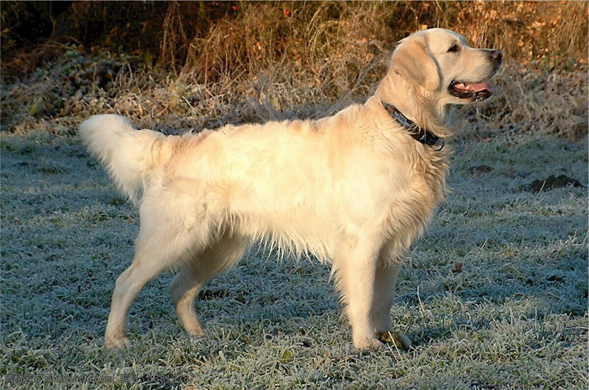 大型 金毛 犬 高清 猎犬 金毛猎犬 金毛狗 家犬 宠物狗