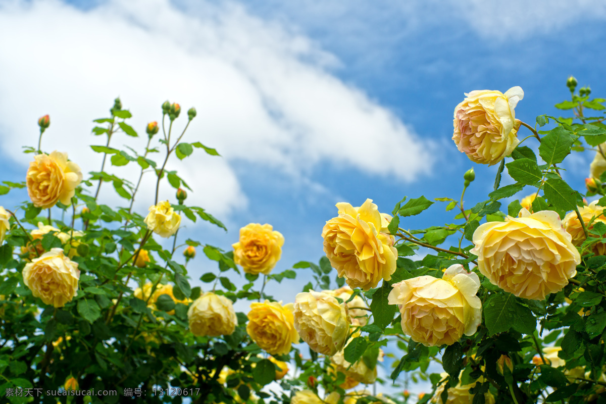 黄色 玫瑰 灌木 花卉 黄色玫瑰 黄色花朵 花朵 花草 新鲜花朵 鲜花 花儿 黄花 玫瑰花 新鲜玫瑰 新鲜玫瑰花 生物世界