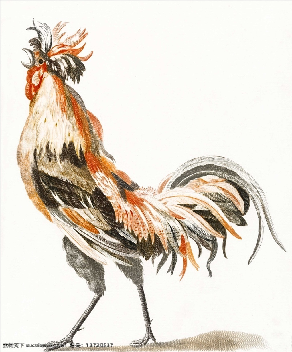 手绘公鸡 卡通公鸡 公鸡插画 公鸡插图 公鸡家禽 水彩公鸡 公鸡素材 公鸡速写 线条公鸡 公鸡绘画 动物绘画 动物 文化艺术 绘画书法