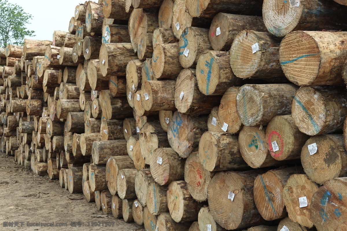 木头 辐射松 年轮 原木货场 货场 木料