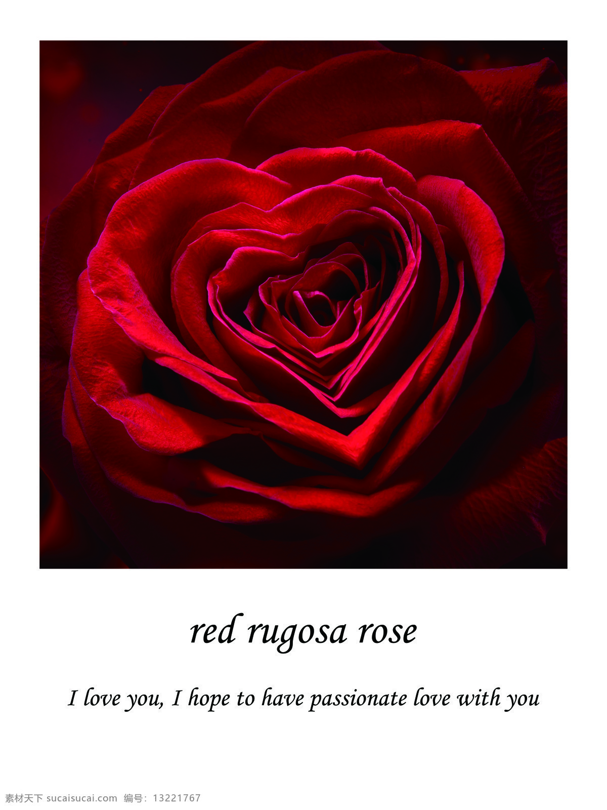 红玫瑰 爱情 英文名 花语 我爱你 玫瑰 环境设计 无框画