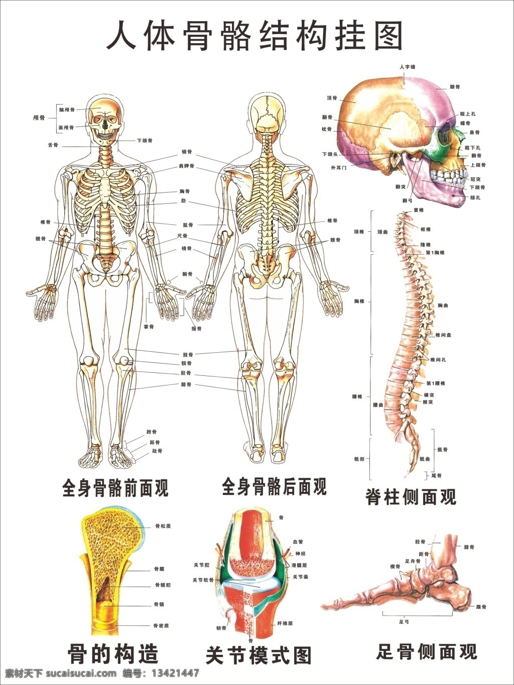 人体 骨骼 挂图 宣传海报 骨 骨架 骷髅 全身 人体骨骼 医学 展板
