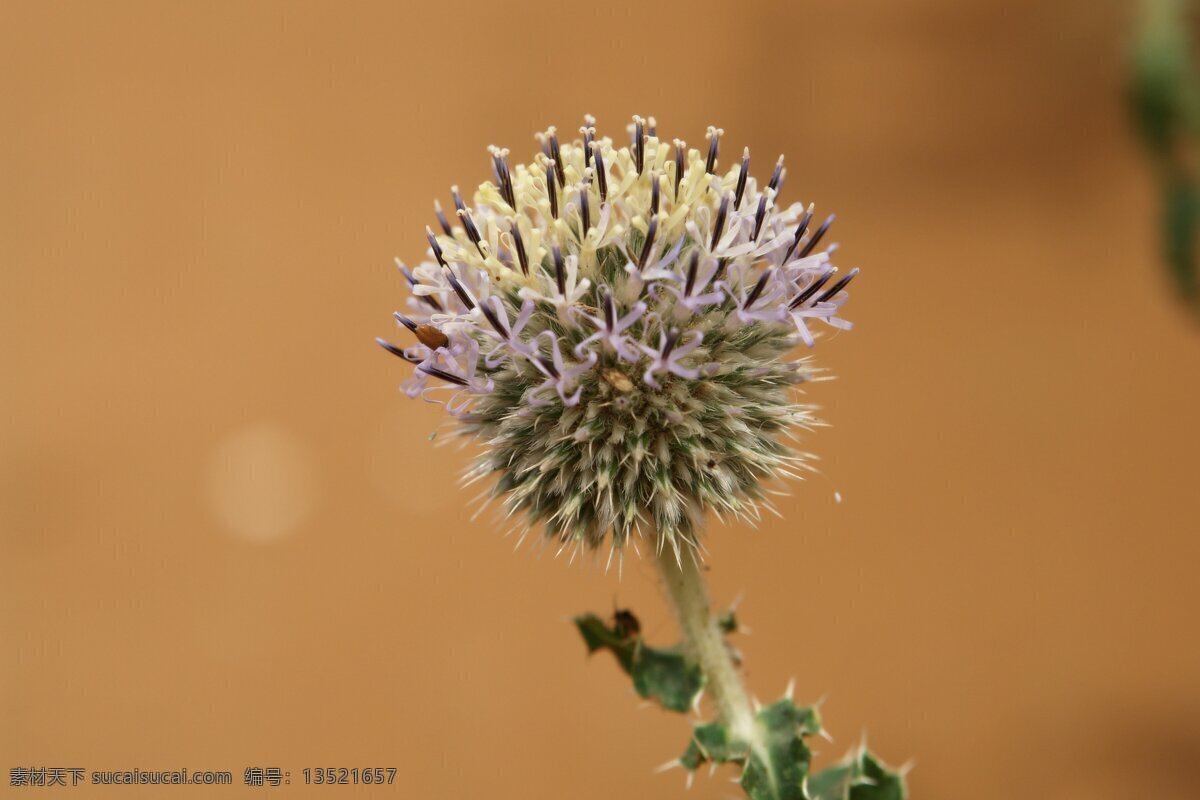 沙漠 上 骆驼刺 野生 植物 沙漠图片 野生植物 生物世界