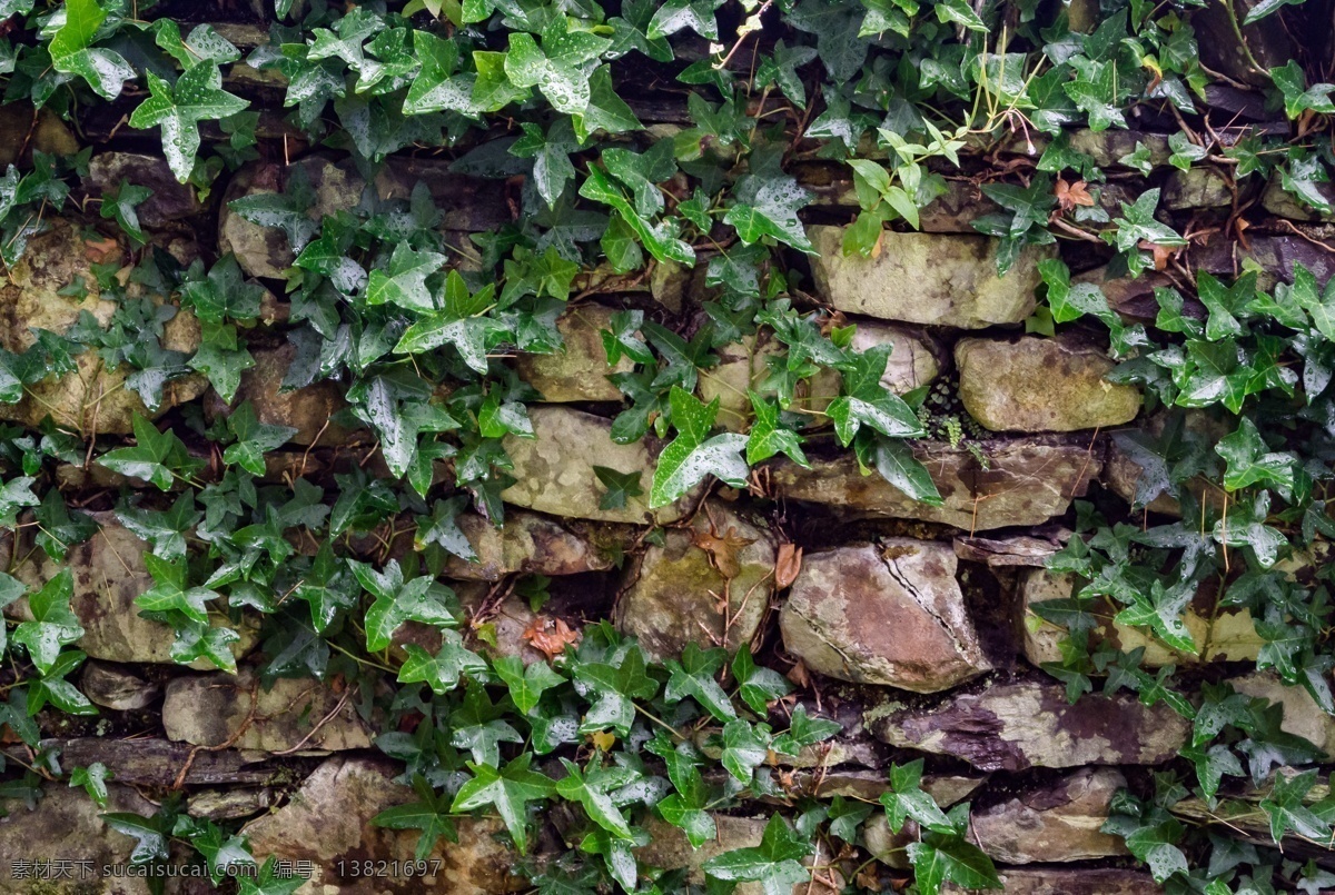 植物叶子 植物 绿化叶子 绿叶 下雨墙壁 下雨叶子 水珠叶子 树叶 植物绿化 生物世界 花草