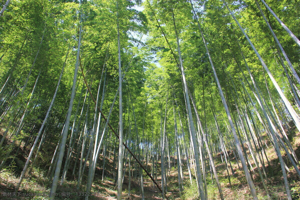 木 坑 竹海 生物世界 树木树叶 竹林 木坑竹海 矢量图 日常生活