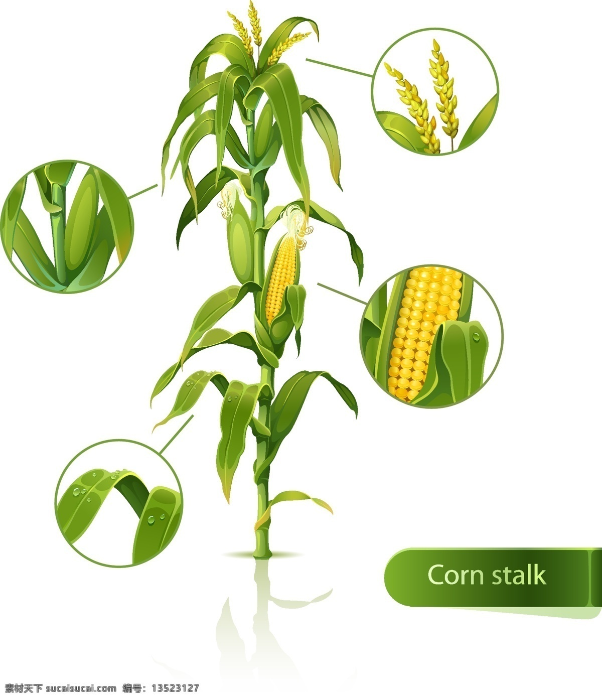玉米秸秆 部分玉米细节 玉米特写 整株 矢量玉米 生物世界