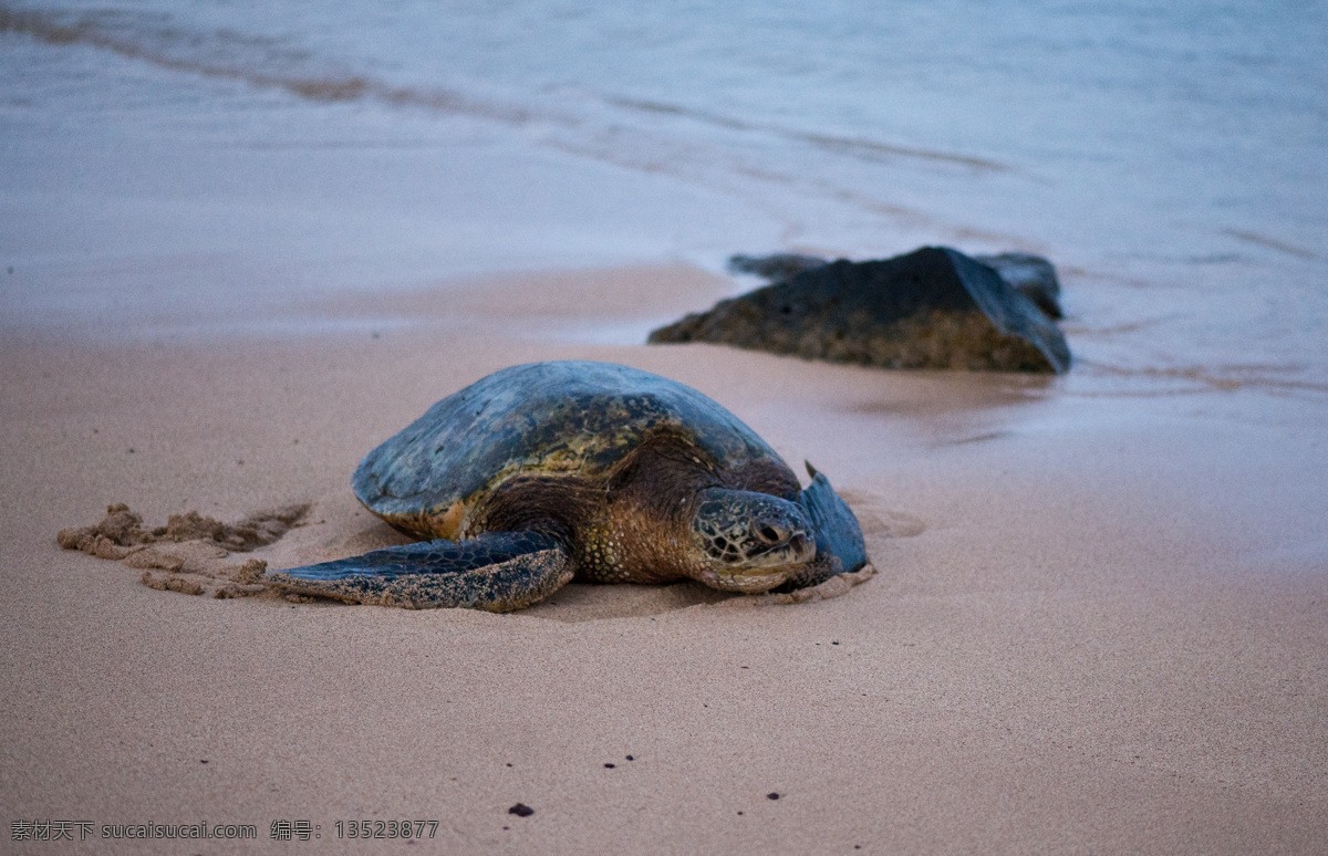 海龟 乌龟 动物 生物 生物世界 野生动物 海洋生物