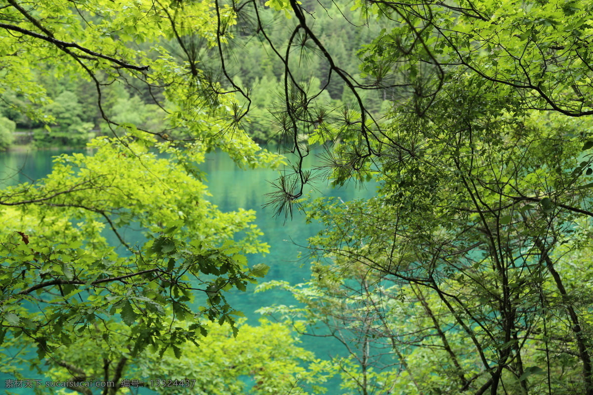 四川九寨沟 山水 山水风光 树木 九寨沟 九寨沟风光 九寨沟风景 森林 花草 草地 秋天的九寨沟 九寨沟景色 九寨沟瀑布 溪水 芳草海 九寨沟芳草海 九寨沟山水 长海 九寨沟旅游 自然风光 雪山 九寨沟雪山 沃洛色莫 雪山的水 四川风景 四川景点 自然景观 风景名胜