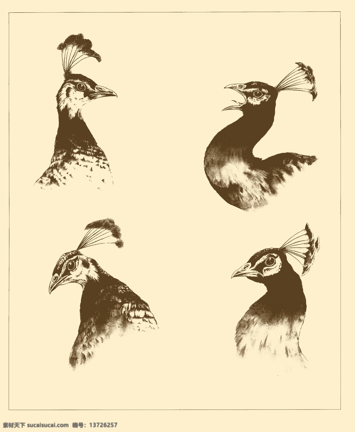 白描孔雀 白描 线描 国画 中国画 孔雀 禽鸟 动物 头部 分层 源文件