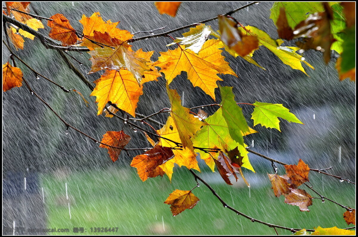 秋天 雨 大全 秋天的雨 雨水 秋雨 下雨 雨天 下雨天 天气 树叶 枯叶 秋叶 落叶 枝叶 秋景 自然风光 灰色