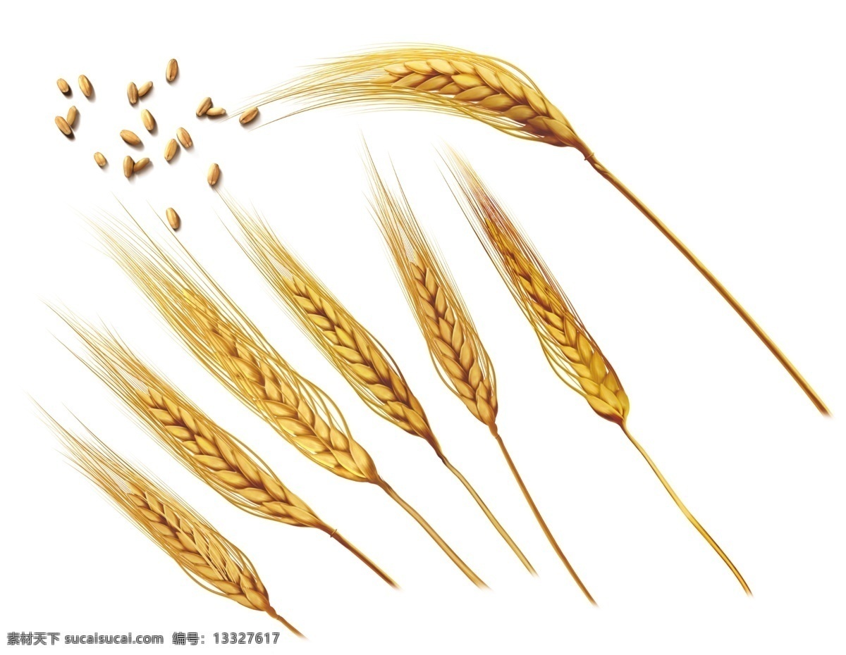 麦穗 小麦 麦子 大麦 去皮的麦子 麦粒 金色小麦 金色麦子 农作物 分层