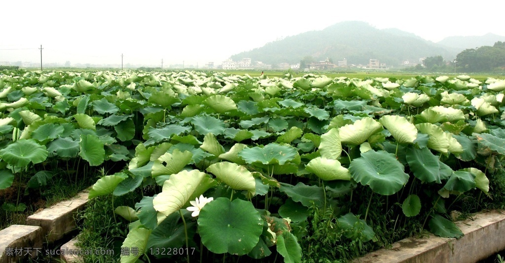 荷塘图片 荷 荷花 莲花 荷韵 夏荷 荷花素材 荷趣 荷包 花蕾 花苞 含苞待放 芙蓉 芙蓉花 荷花装饰画 荷花特写 旅游摄影 国内旅游