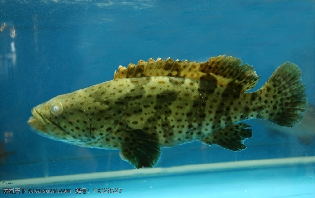 海鲜生鲜图片 生鲜超市海报 海鲜超市海报 海鲜批发海报 卖海鲜海报 海鲜自助海报 海鲜大咖海报 海鲜海报 扇贝海报 海胆海报 大虾海报 生蚝海报 海物海报 海产品海报 水产海报 生鲜海报 鲜虾海报 美食海报 餐饮美食