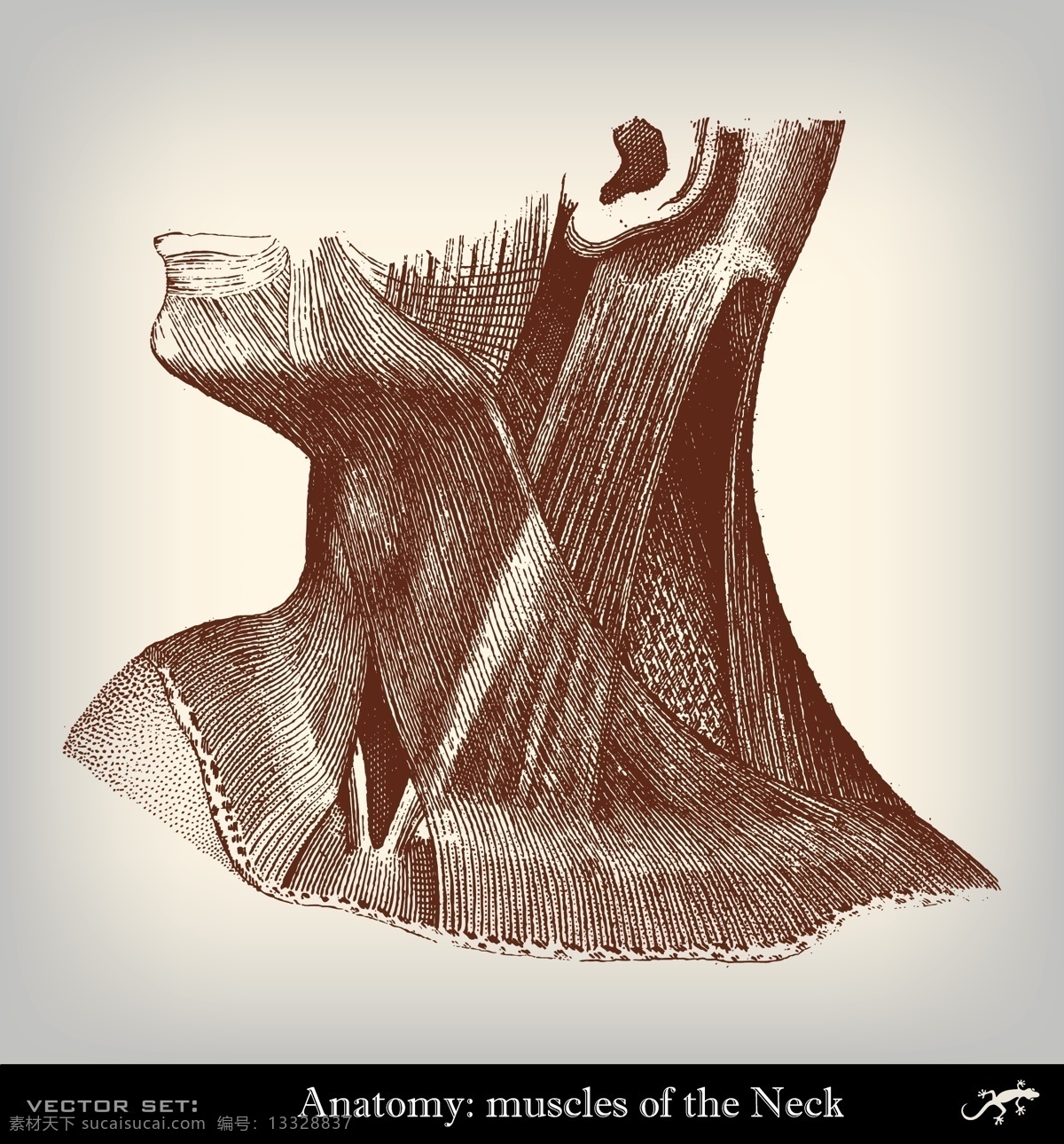 人体颈部肌肉 颈部肌肉组织 人体器官 人体解剖学 医学插画 其他人物 矢量人物 矢量素材 白色