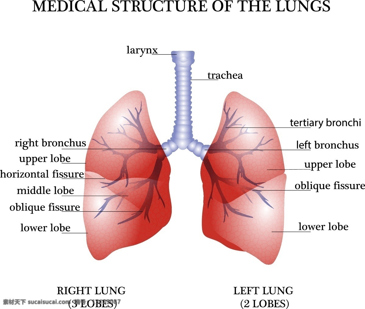 医疗 学习 卡通 人体 器官 矢量 肺部