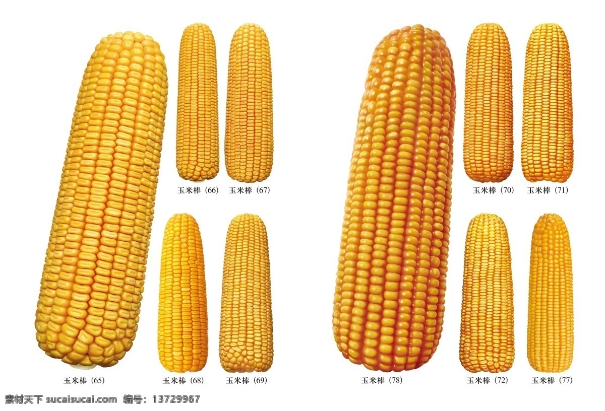 种子玉米 包装设计 玉米 玉米粒 种子 袋子 玉米地 苞谷地 广告设计模板 源文件