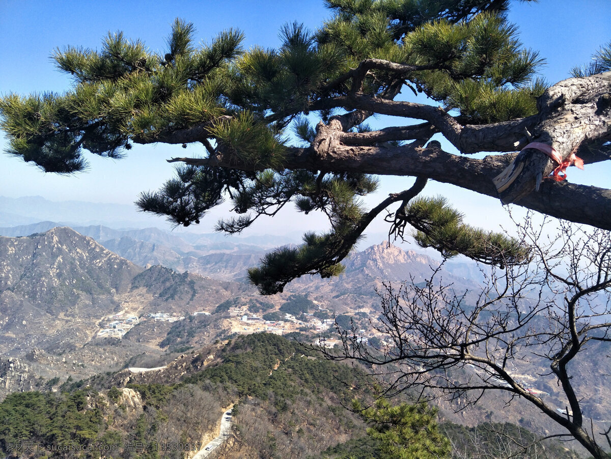 迎客松 松树 古松 蓝天 山峰 盘山风景 自然风景 自然景观