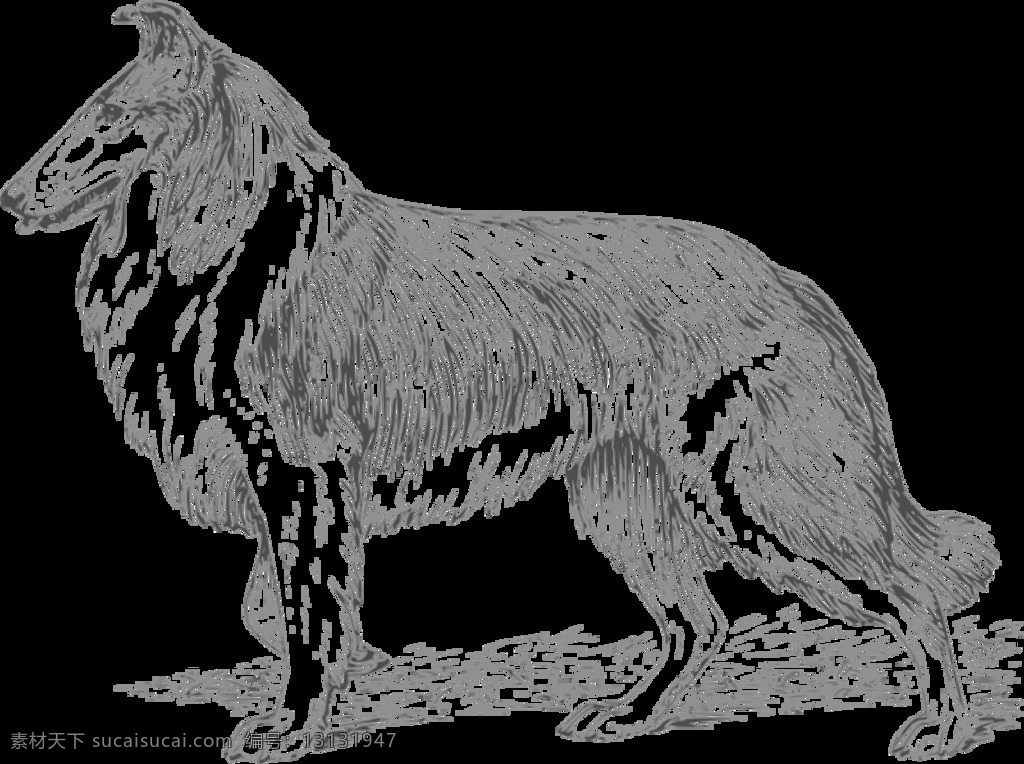 牧羊犬 灰度 哺乳动物 宠物 动物 狗 生物学 externalsource 线的艺术 概述 psf 维基共享资源 动物学 插画集