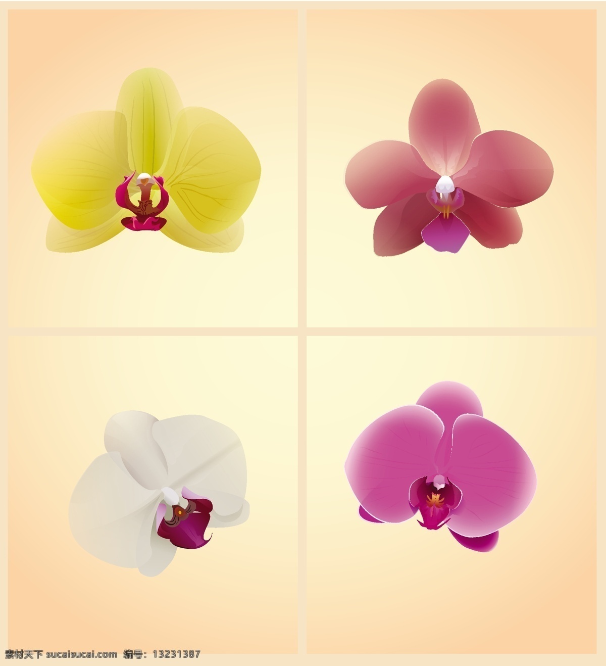 蝴蝶兰 花瓣 背景 蝴蝶 花纹 平面 矢量
