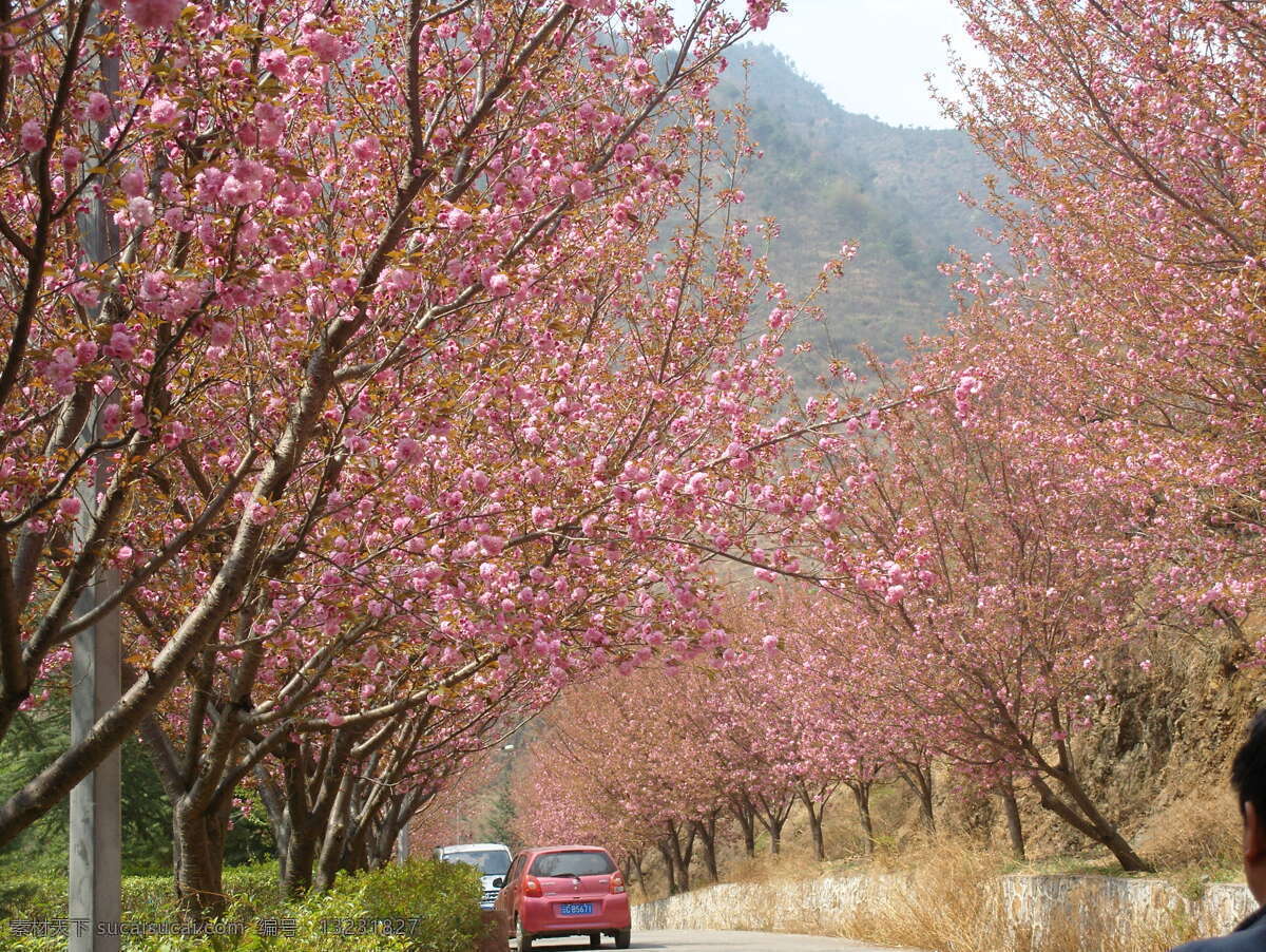 樱花 春天 花草 田园风光 自然景观 山花 看花 psd源文件