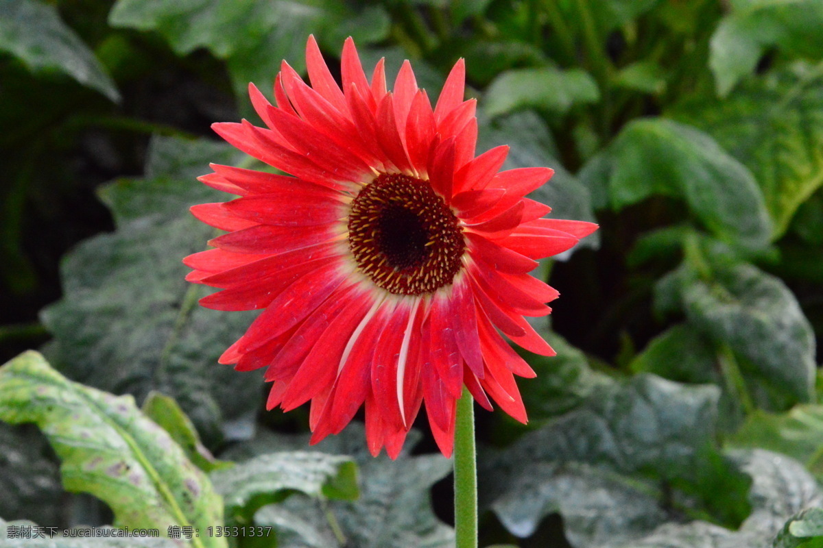 非洲菊 太阳花 猩猩菊 日头花 灯盏花 波斯花 千日菊 观赏花卉 花瓣 花朵 花儿 花草 花卉 花心 菊菊花 生物世界