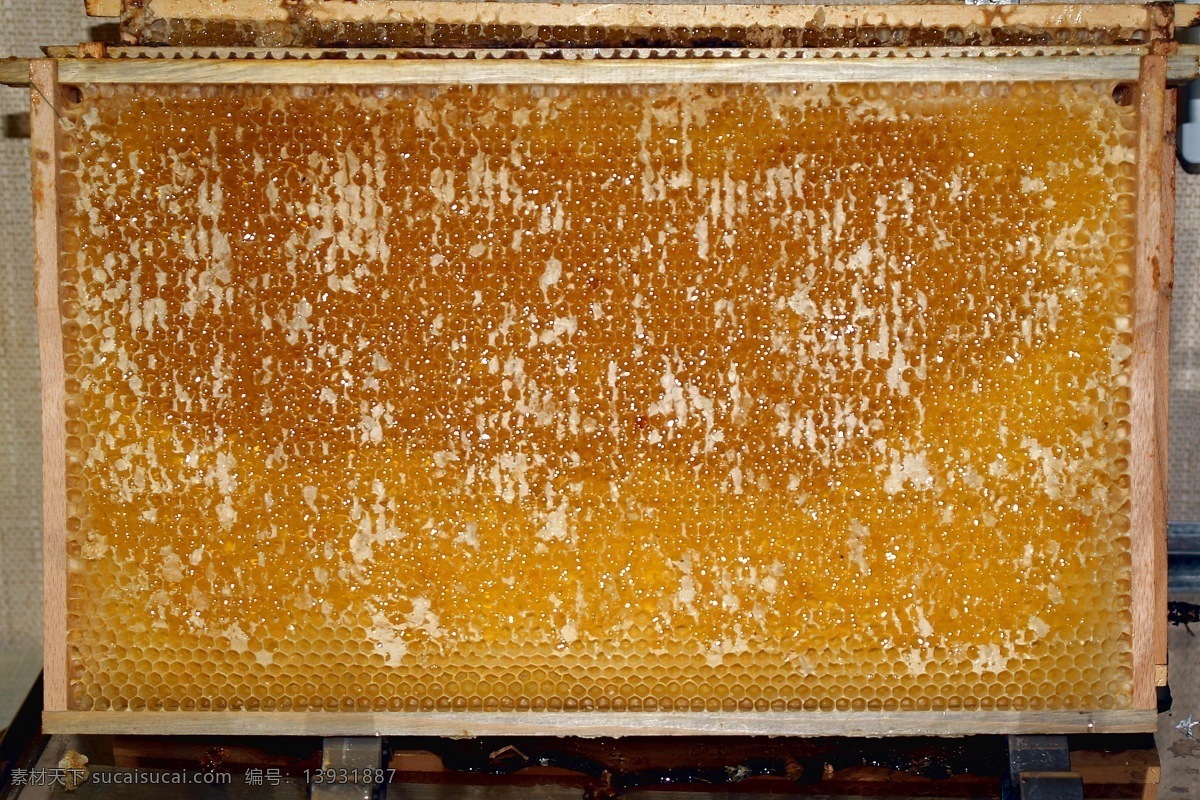 蜂蜜蜂房 蜂蜜 蜂房 蜡质室 营养丰富 药用价值 生活百科 生活百科杂