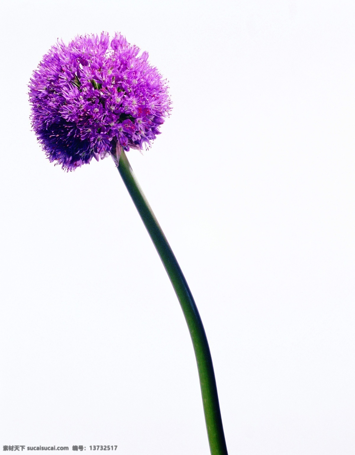 鲜花 花朵 花瓣 花草 植物 花卉 园艺 花草植物树木 生物世界