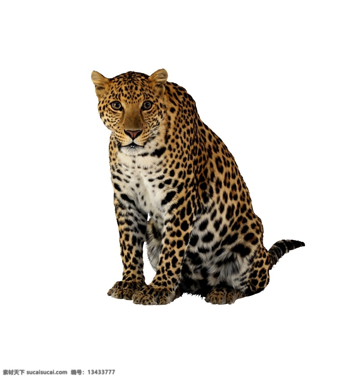 金钱豹 高清 动物写真 猫科动物 透明背景 分层 源文件