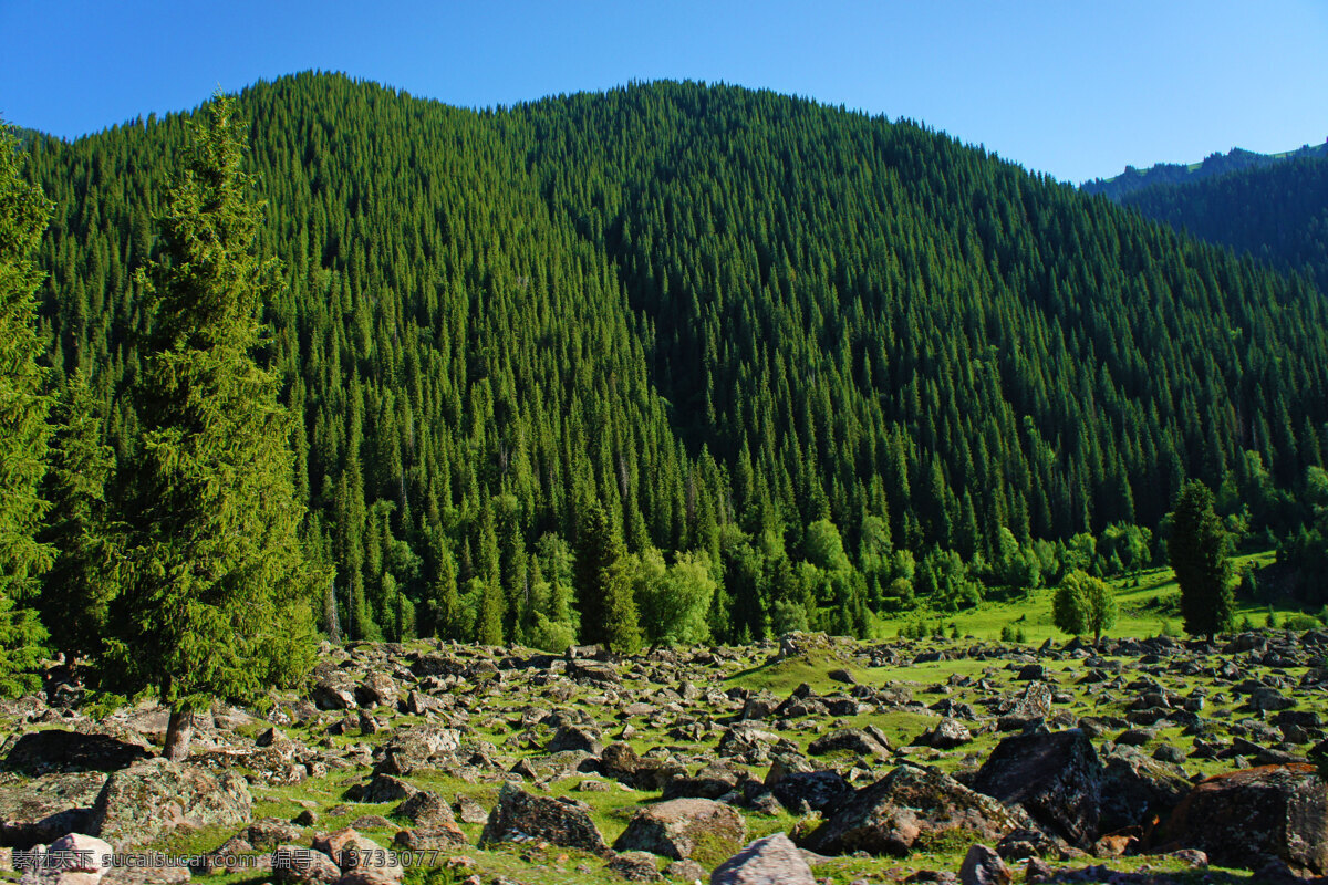 巩乃斯林场 山峰 高山 远山 山脉 原生态 草地 小花 山谷 松林 草场 登山 新疆风光摄影 旅游摄影 自然风景