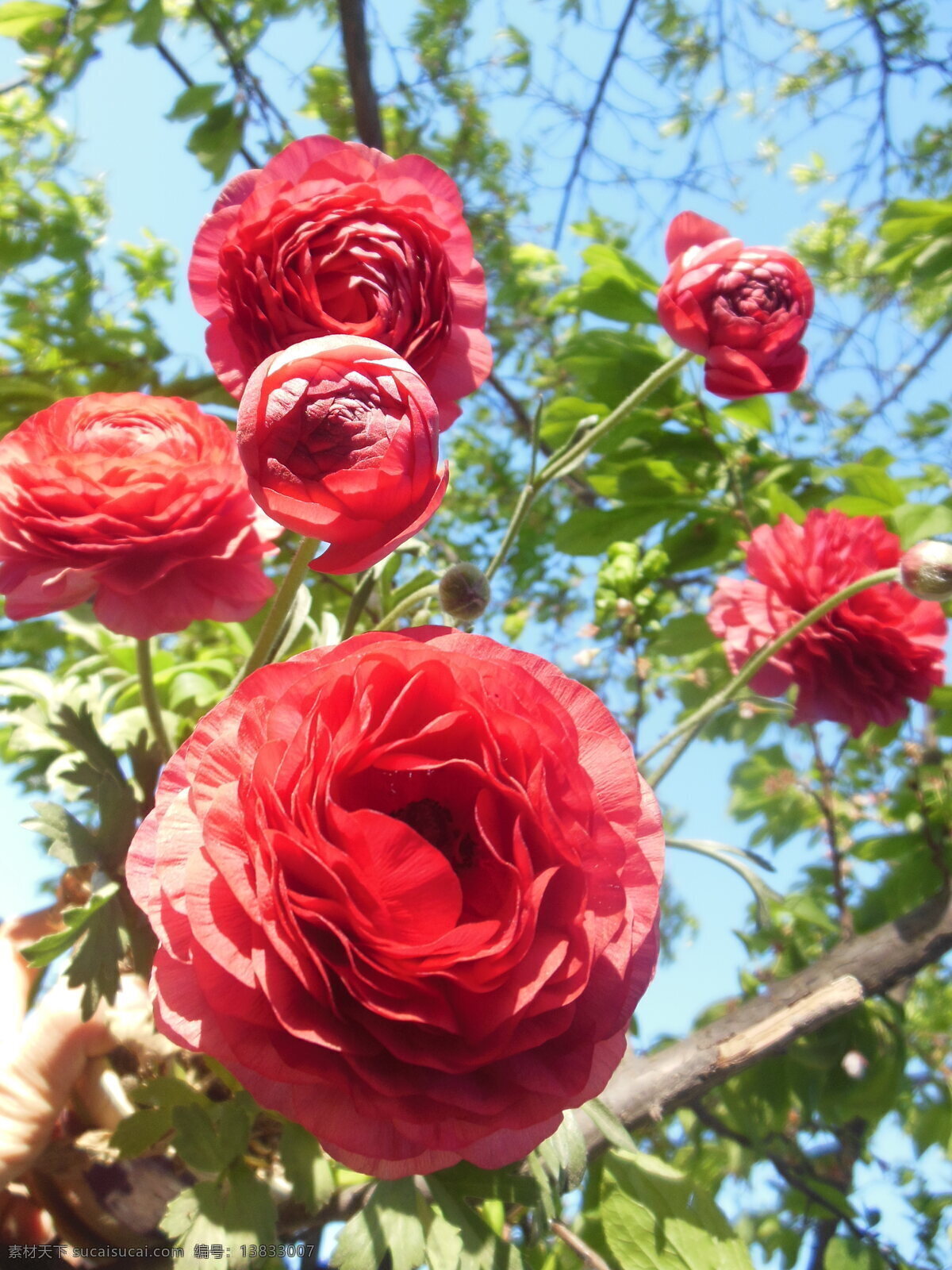 芹叶牡丹 大花 花朵 花草 绿叶 红色花 生物世界 一组牡丹花