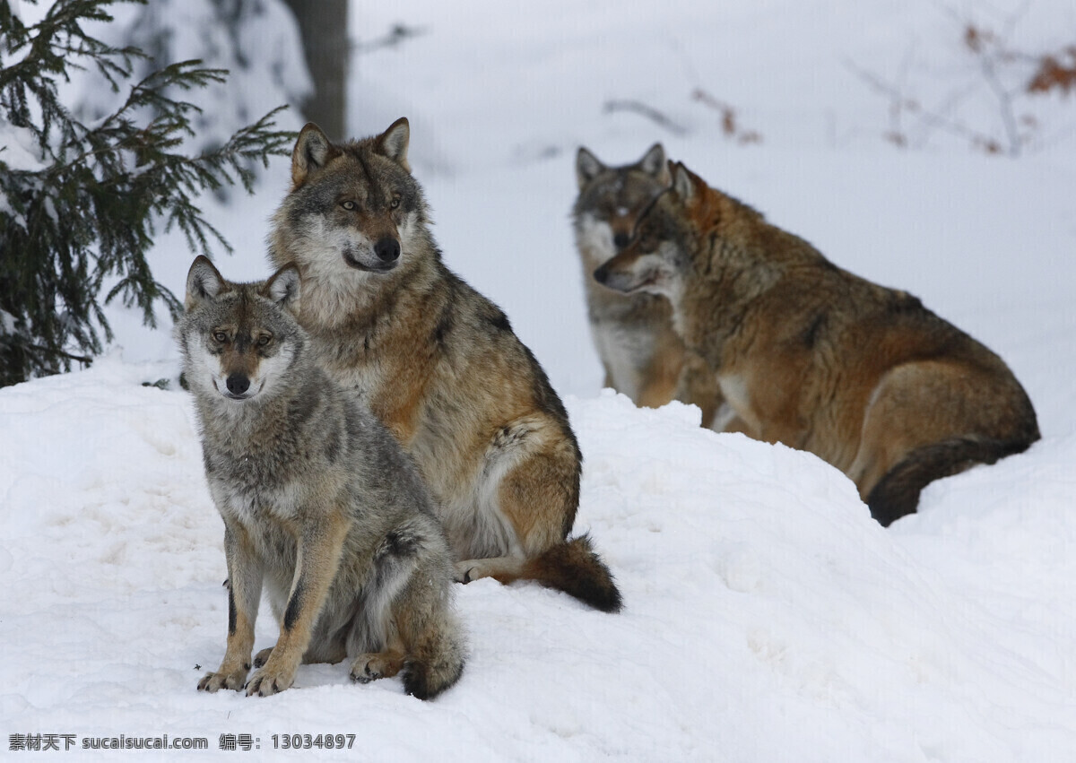 雪地里的狼 雪地 狼群 冬季 冬天 野生动物 生物世界