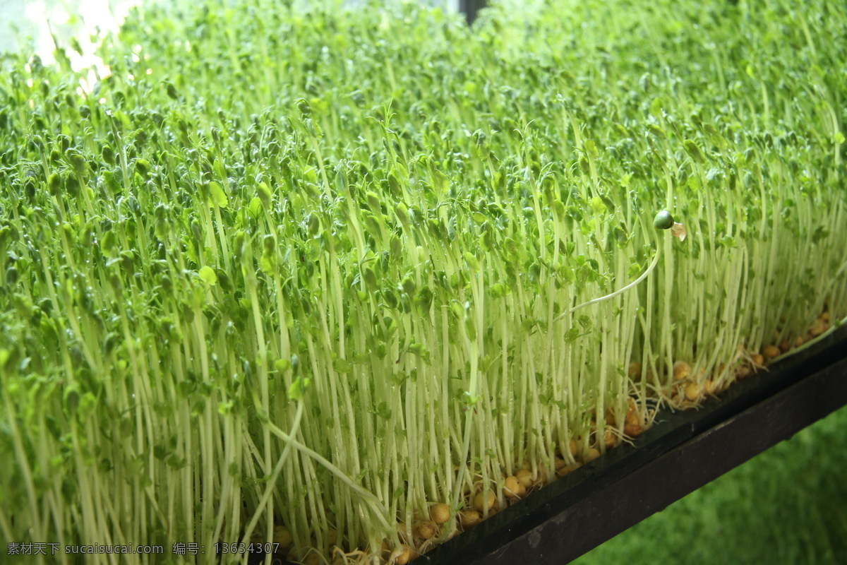 豌豆 苗 豆芽 现代科技 豌豆苗 豌豆芽 小豆芽 豆芽培育室 农业生产 矢量图 日常生活