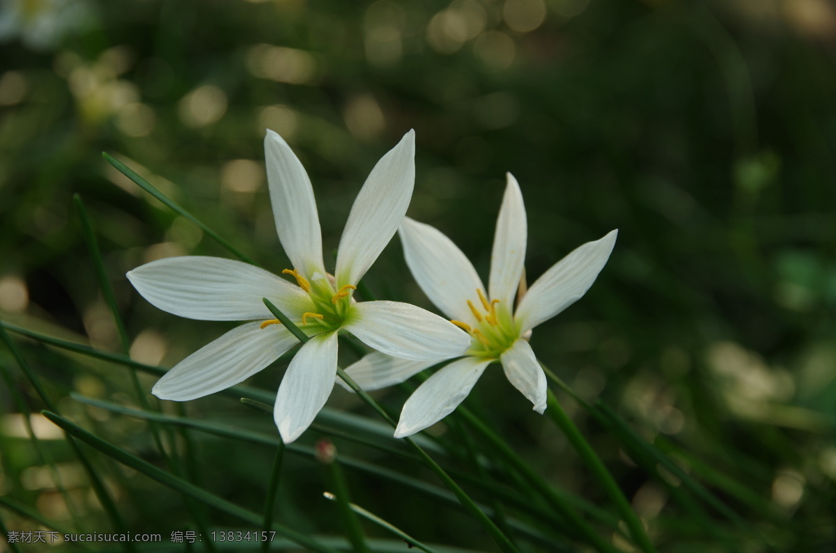 葱兰 花 植物 花卉 白色 花草 生物世界