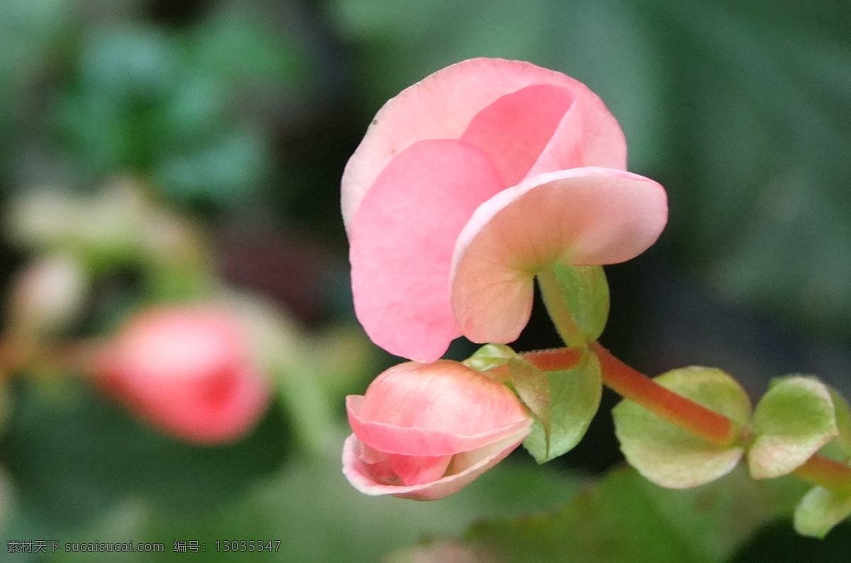 粉红色 花朵 红花 花 花草 生物世界 相机 粉红色花朵 小景深 psd源文件