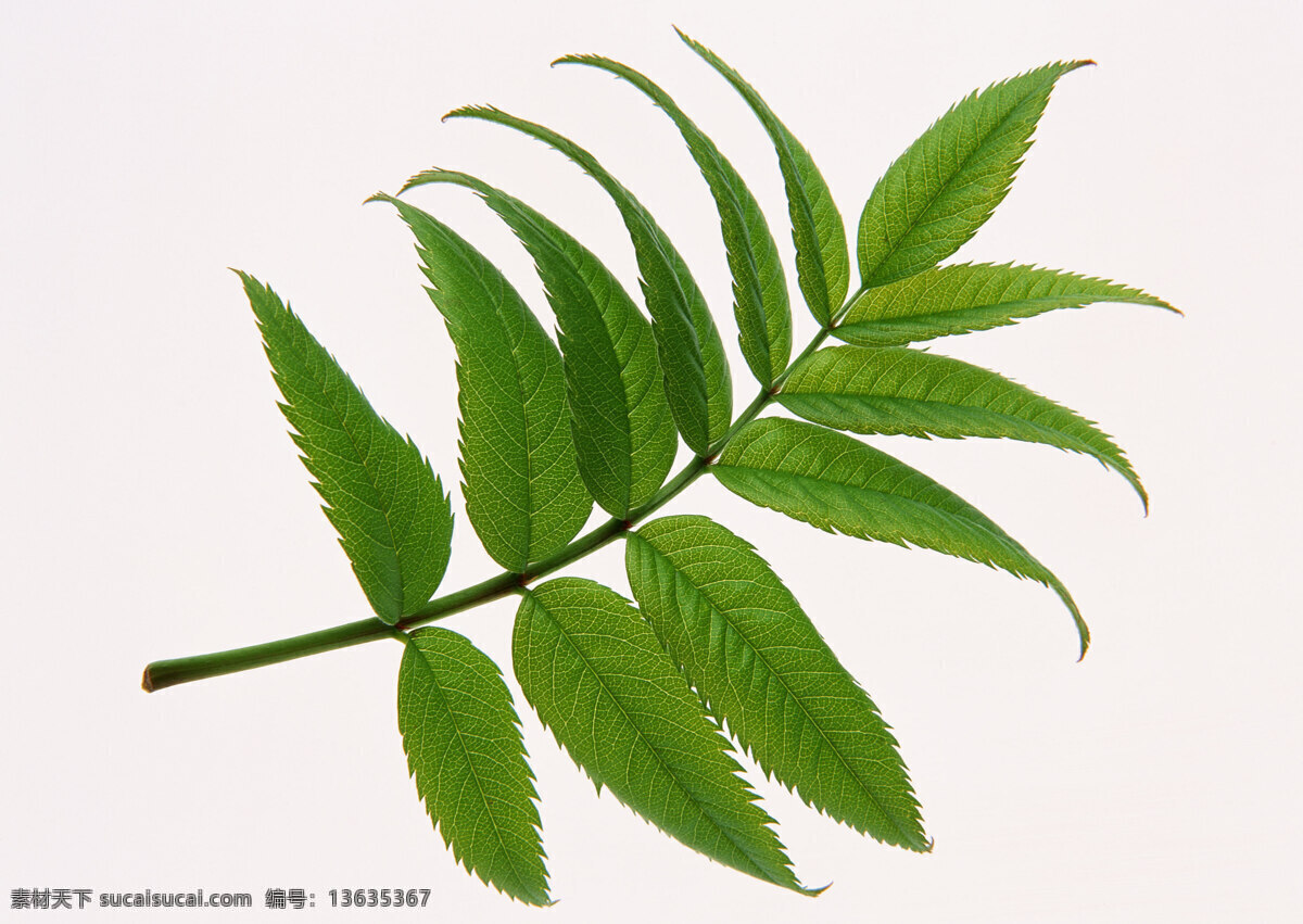 绿叶 叶子 景色 壁画 墙纸 花卉 专辑 生物世界 树木树叶