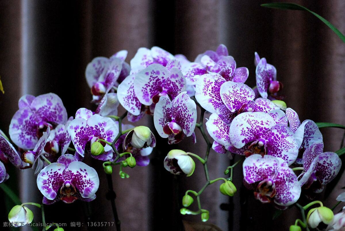 美丽 蝴蝶兰 花卉 高清 鲜花 花朵 花草 花枝