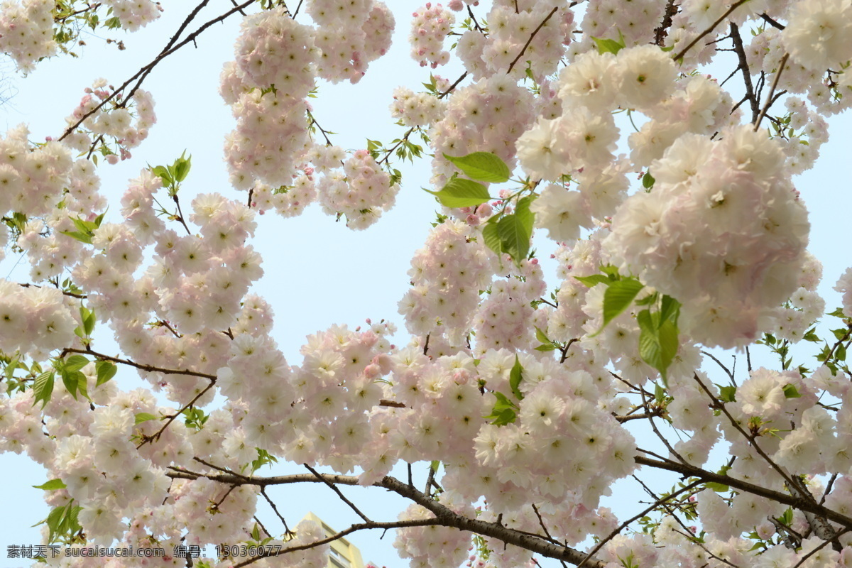 繁花满树 满树繁花 花 花朵 白色花朵 白色 粉红色 树枝 树芽 发芽 春暖花开 花草 生物世界