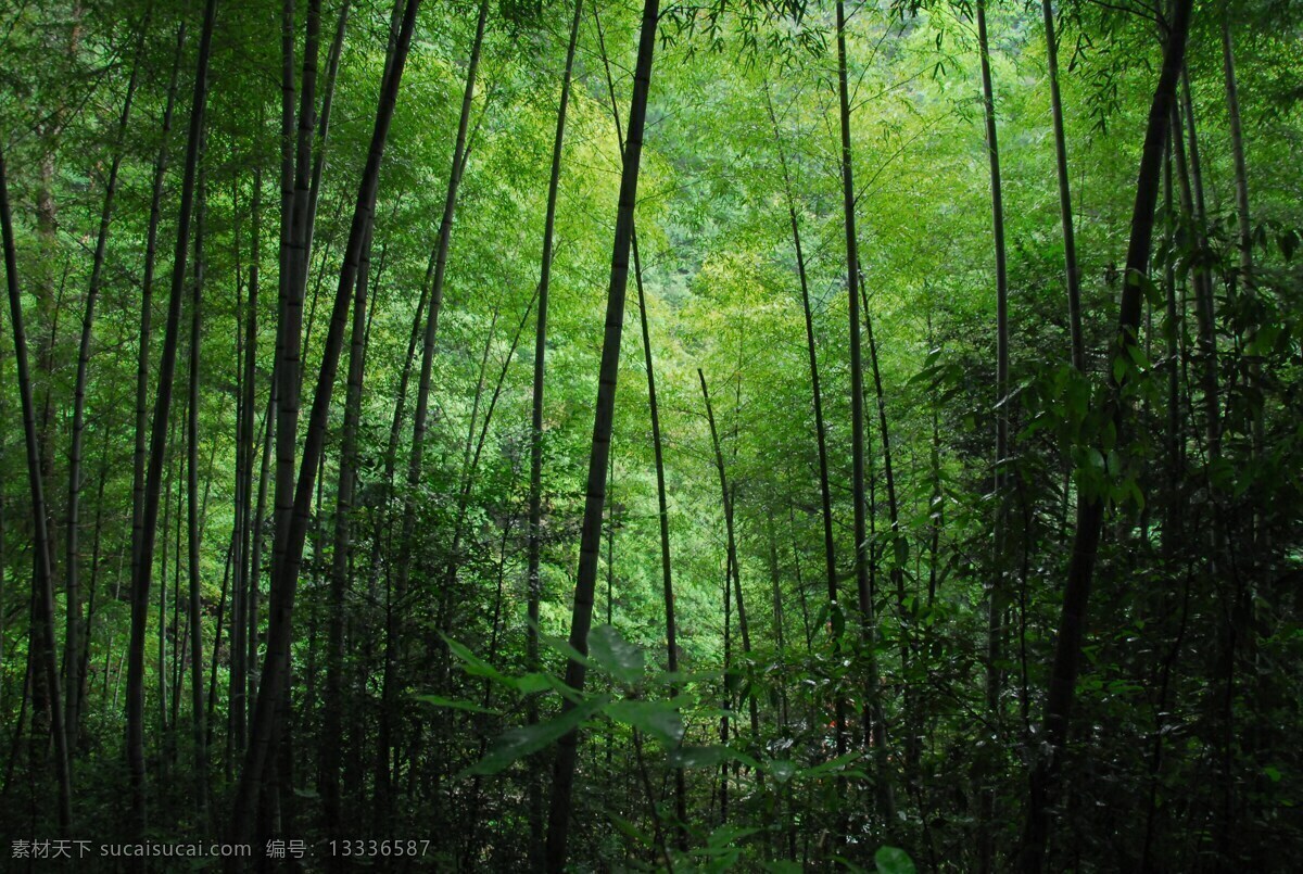 竹林美景 竹林 美景 树木 野外 阴凉 多娇江山 生物世界 树木树叶