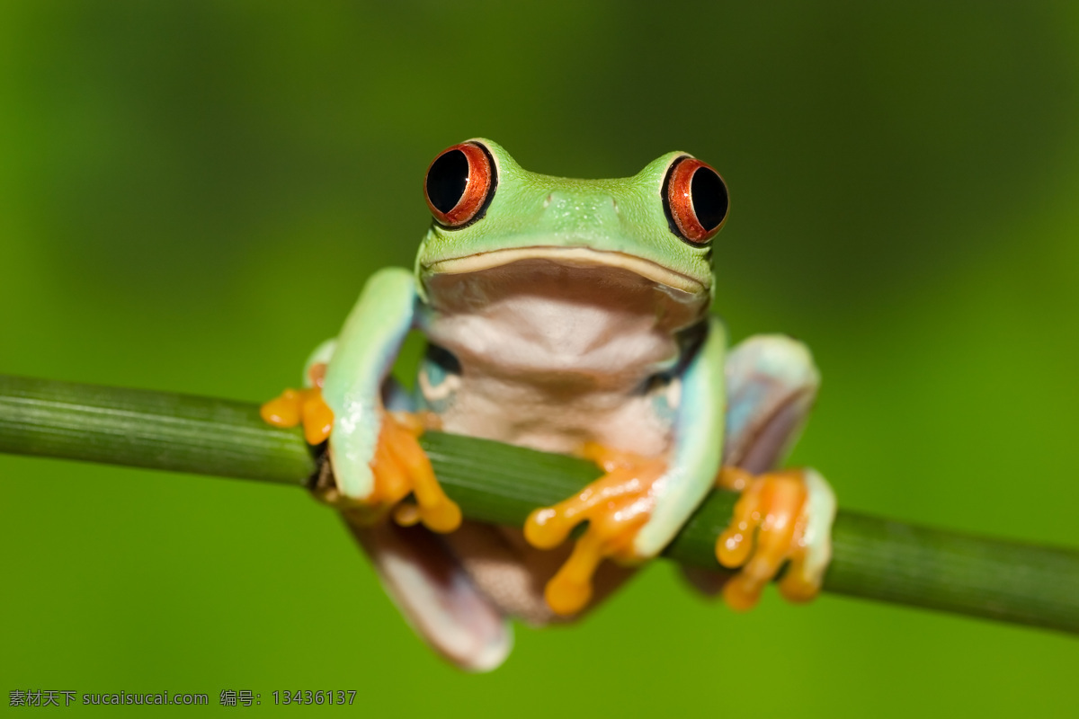 热带雨林青蛙 青蛙 雨蛙 热带雨林 动物 两栖动物 动物矢量 生物世界 其他生物 绿色